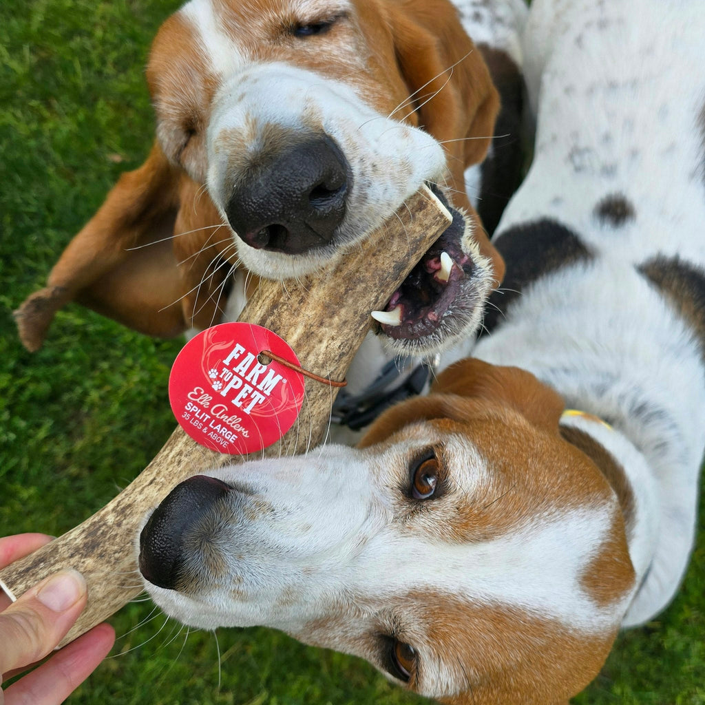 Elk Antler Dog Chews | All-Natural Whole and Split Elk Antler Chews for Dogs
